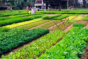 Tra Que Vegetable Village: Discover Authentic Rural Life in Hoi An