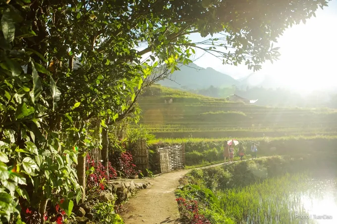 Lao Chai – Ta Van Village: Explore Sapa’s Most Beautiful Rice Terrace Valley