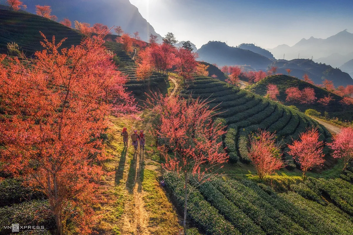 Best Time to Visit Sapa: A Seasonal Travel Guide to Northern Vietnam